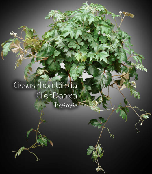 Hanging - Cissus rhombifolia 'Ellen Danica' - Grape Ivy